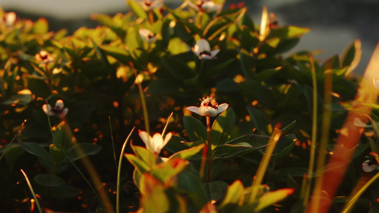 Sunset shining bright onto some flowers in the mountains in Lofoten islands, Norway