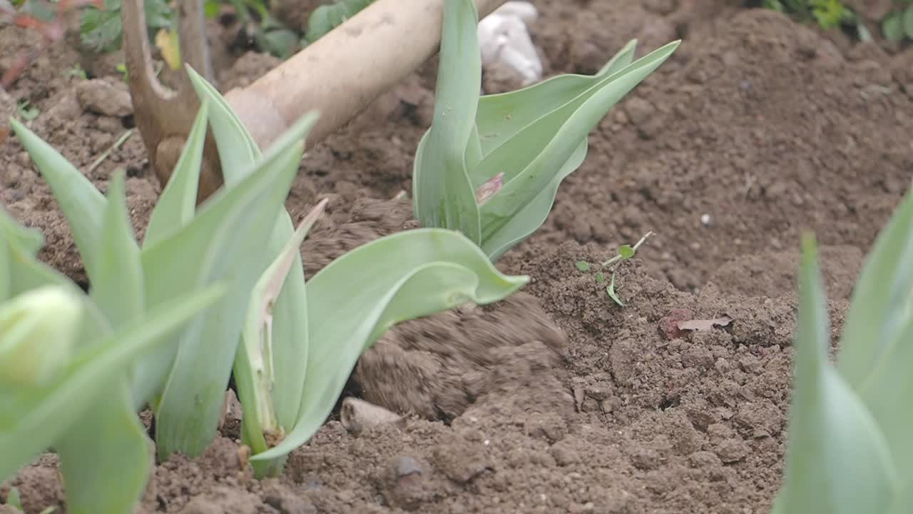 A person's hand in a red glove digging and cultivating soil around young plants in a garden