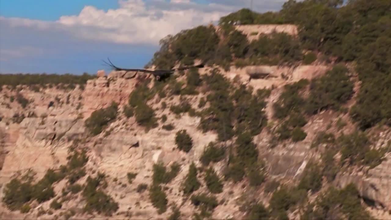 A Turkey Buzzard Vulture Flies Over The Grand Canyon