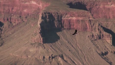 un buitre de pavo vuela sobre el gran cañón