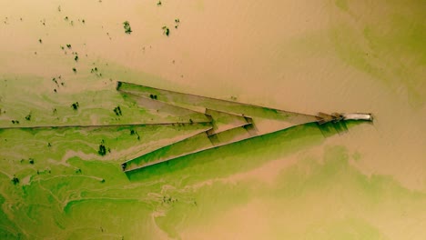 Fish-trap-in-muddy-waters-swamped-with-vivid-green-surface-algae-swirling-in-the-surface-current