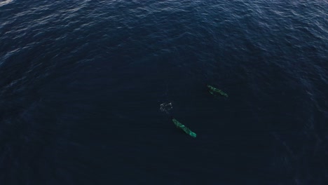 Two-whales-swimming-together-underneath-the-surface-with-the-sun-making-beautiful-reflection-patterns-on-their-skin