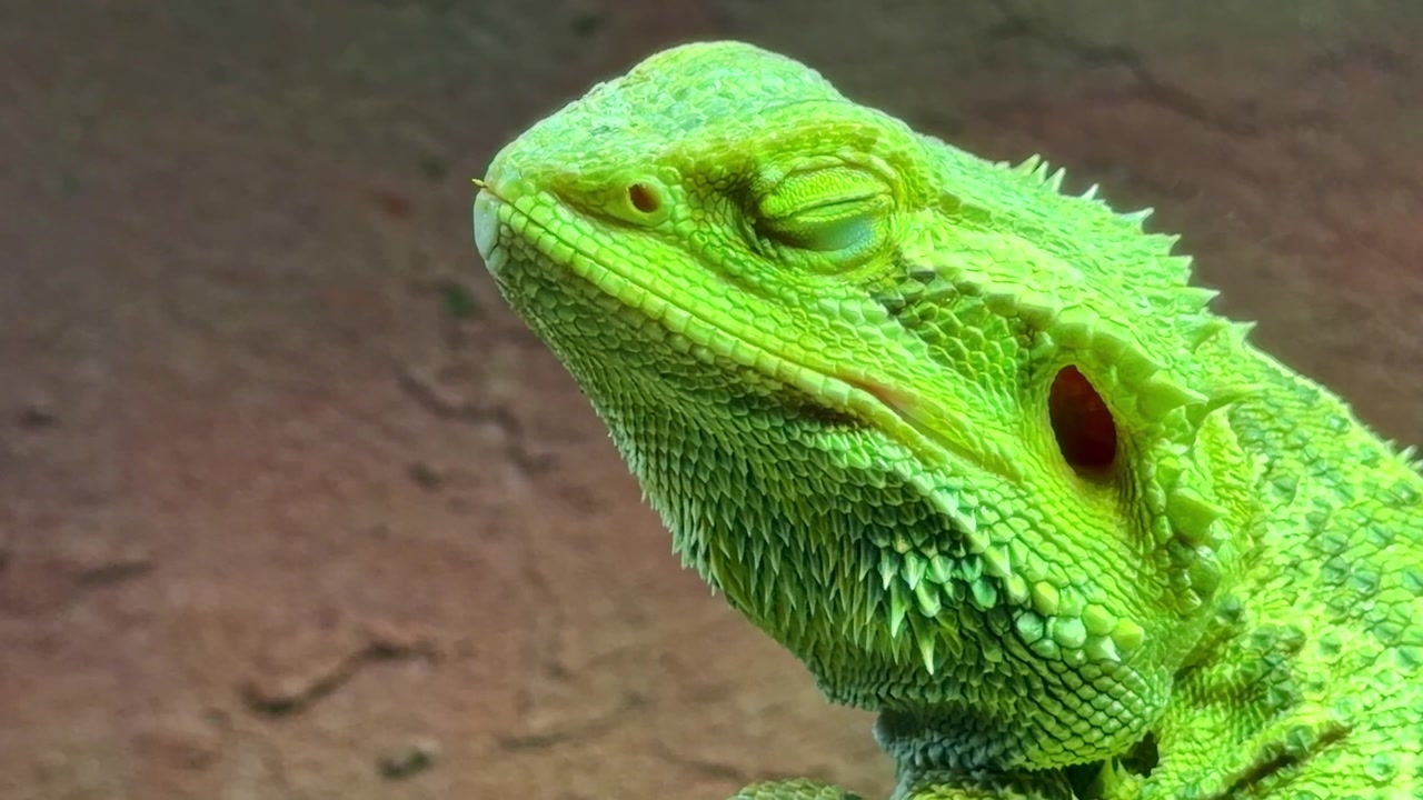 Ritratto ravvicinato di una vivida iguana verde con occhi socchiusi e rilassati