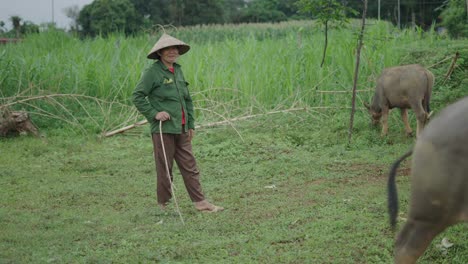 farmer and water buffalo