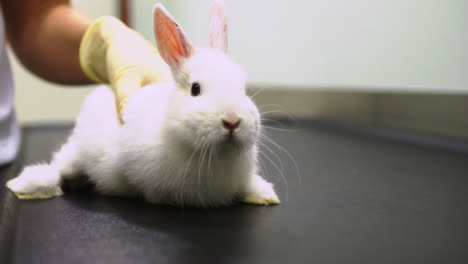 rabbit examined on the table at the vet