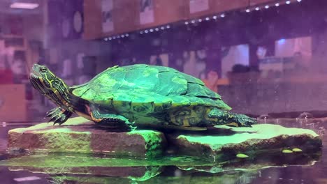 snapping turtle looking up in a fish tank, no persons