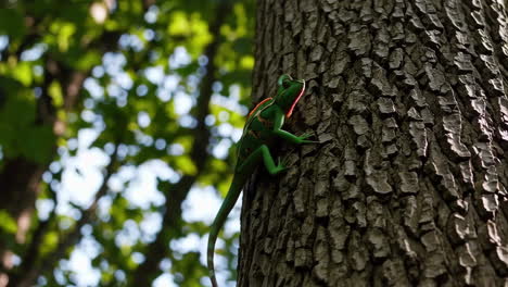 chameleon on a tree