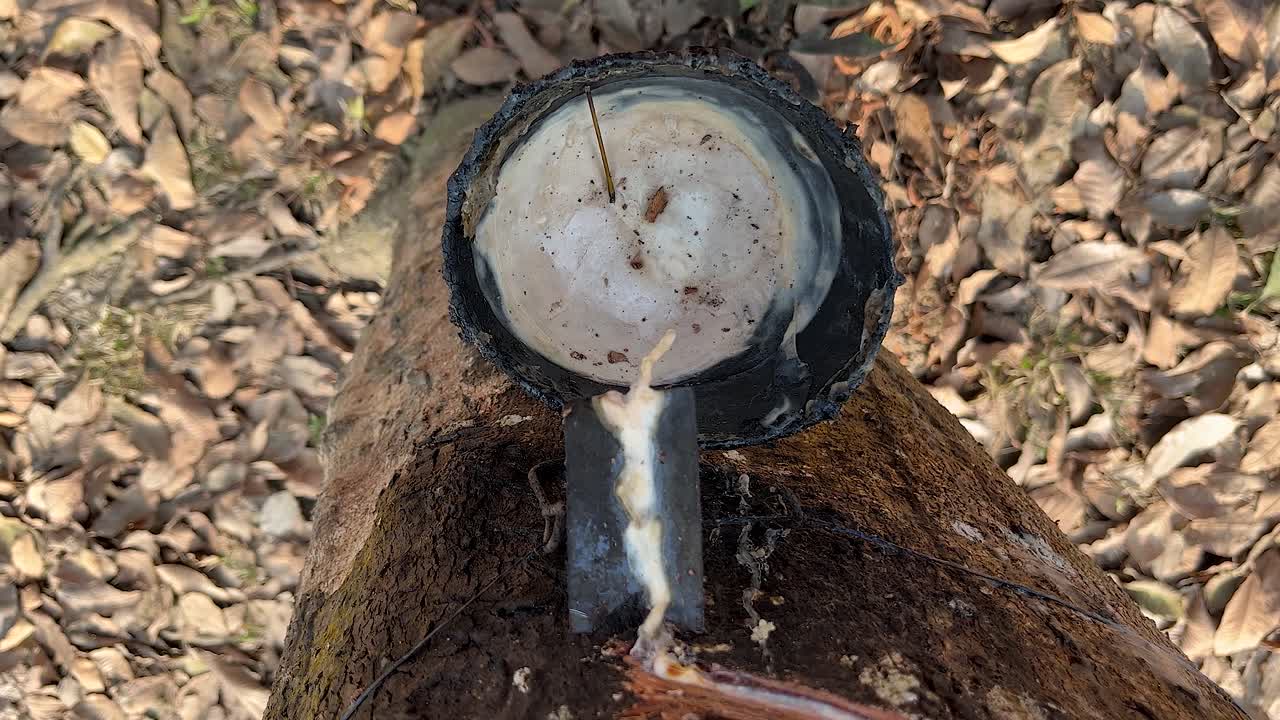 Rubber making materials are being collected from rubber trees.
