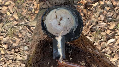 rubber making materials are being collected from rubber trees.