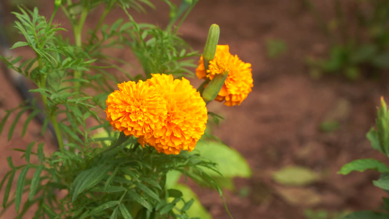 planta floreciente de caléndula naranja vibrante que se balancea en el viento suave en el jardín