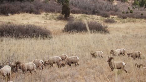 Flock-of-ram-grazing-in-Garden-of-the-Gods,-natural-light,-tranquil-scene