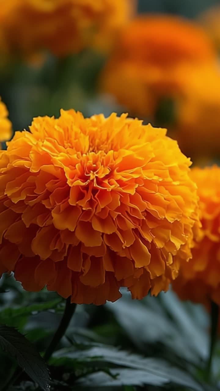 Uno splendido primo piano di vivaci fiori di calendula in piena fioritura che mostra i loro ricchi colori arancioni e l'intricata struttura dei petali su uno sfondo verde lussureggiante
