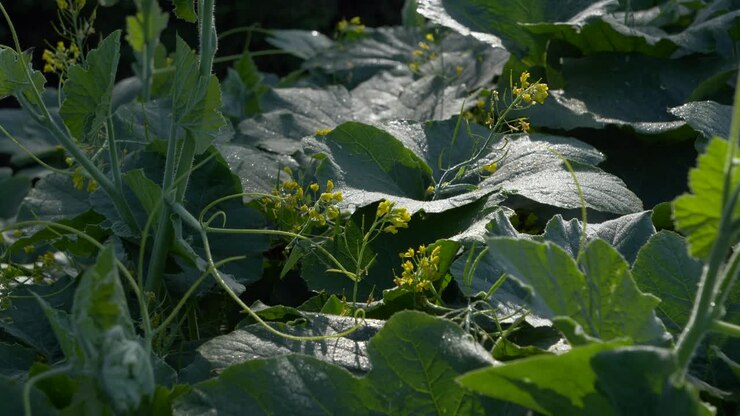 Growing plant of a Cucurbita ficifolia a kind of squash