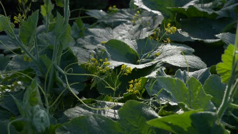 planta en crecimiento de una cucurbita ficifolia una especie de calabaza