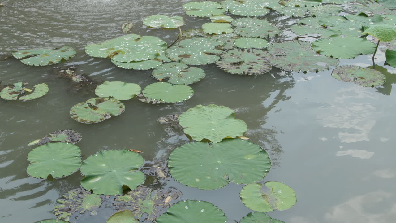 Lotus Leaves Floating on a Calm Pond