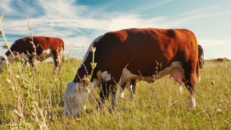 This-idyllic-rural-setting-reflects-the-simple-beauty-of-nature-and-the-quiet-harmony-of-farm-life,-where-the-cows-move-leisurely,-enjoying-their-day-in-the-sun