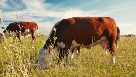 este idílico entorno rural refleja la simple belleza de la naturaleza y la tranquila armonía de la vida agrícola, donde las vacas se mueven tranquilamente, disfrutando de su día al sol.