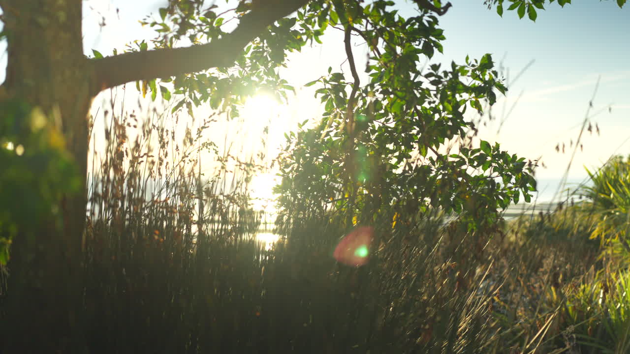 Gimbal shot smoothly gliding behind plants as the soft light of sunrise flickers between the branches and casts a warm glow on the landscape