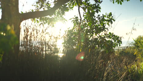 gimbal shot smoothly gliding behind plants as the soft light of sunrise flickers between the branches and casts a warm glow on the landscape
