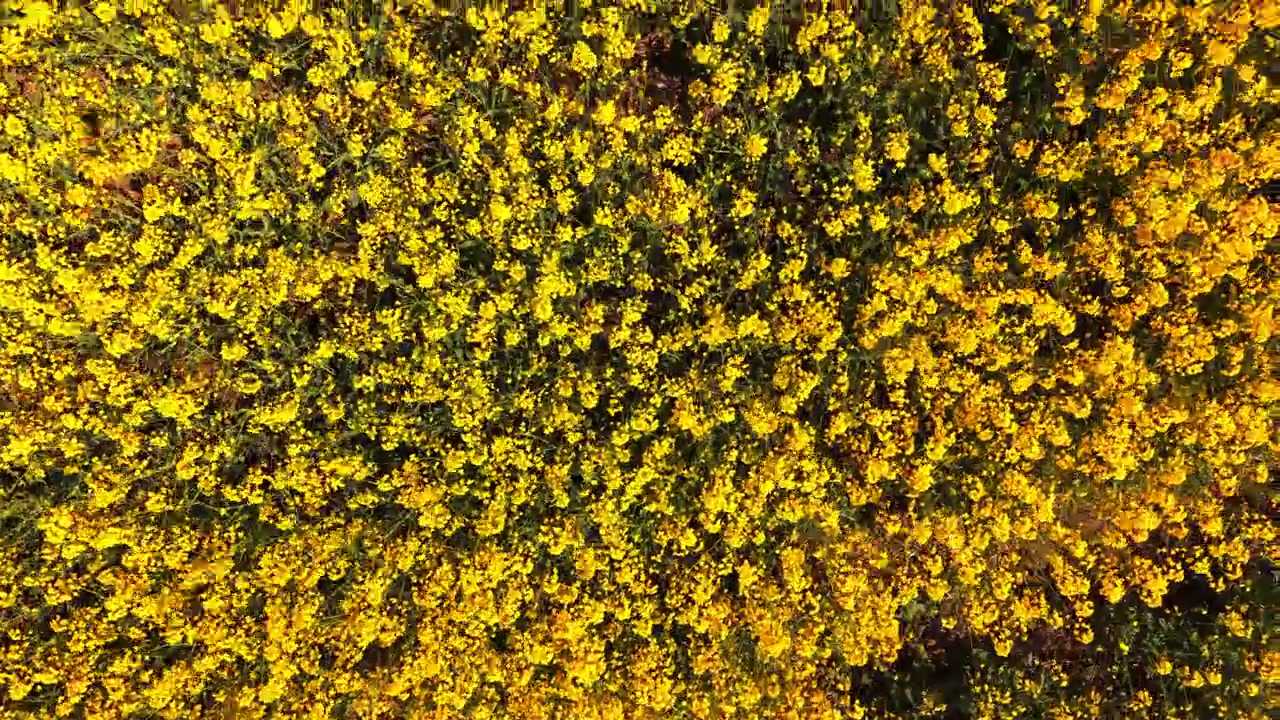 Luftfoto af gule rapsblomster, der skaber en naturlig tekstur med grønne baggrundsnuancer. Tæt blomstermønster af en blomstrende gul rapsmark.