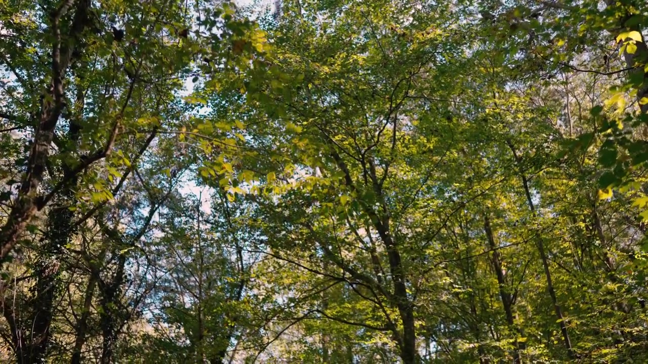 Vue vers le haut de la canopée verte de la forêt avec la lumière du soleil et des feuilles ondulantes