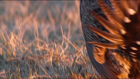 Close-Up-Shots-Of-the-Greater-Sage-Grouse-Bird-In-A-Field