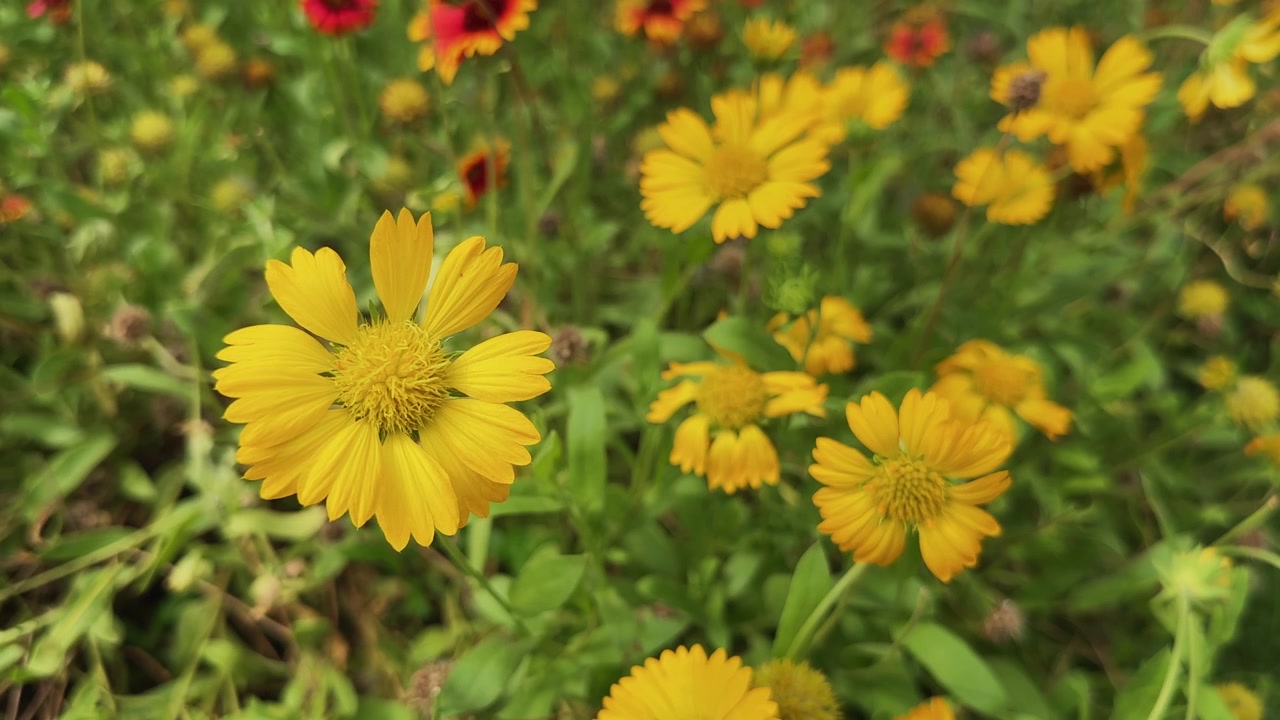 Primo piano di fiori di Coreopsis lanceolata gialli in fiore che ondeggiano delicatamente in una leggera brezza con un fogliame verde lussureggiante in un giardino colorato
