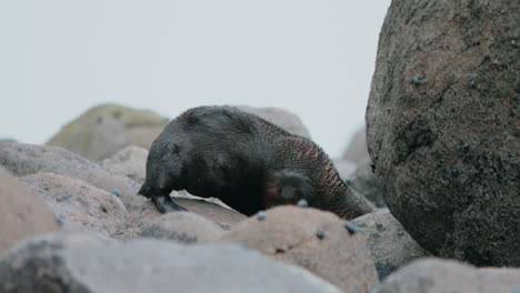 young new zealand fur seal pup walking on rocks