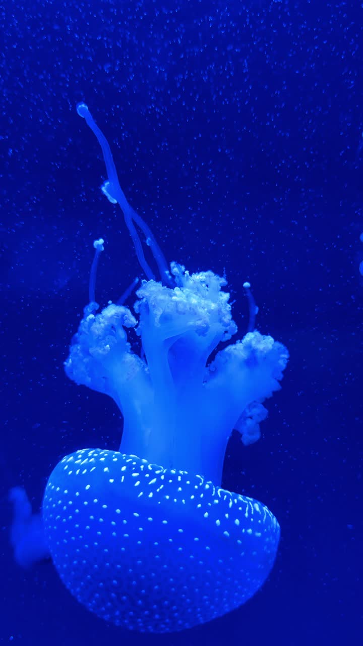 Medusa maculata che nuota nell'acqua blu scuro dell'acquario. Primo piano di una medusa maculata bianca con tentacoli in una vasca espositiva marina.