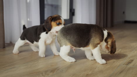 Two-little-beagle-puppies-play-on-the-floor-of-the-room,-bully-each-other-and-fight