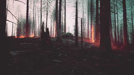 Wildfire-burns-ground-in-forest