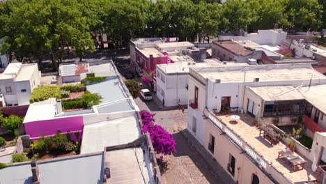 Dolly-in-aerial-view-of-the-historic-district-of-Colonia-del-Sacramento,-Uruguay-with-old-stone-roads-and-Buganvilias-trees-full-of-fuchsia-flowers