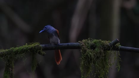 cambiando de frente a atrás como el cazador de moscas del paraíso de blyth terpsiphone affinis está posado en una pequeña rama dentro de un parque nacional en tailandia