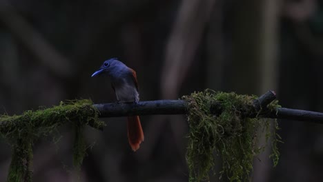 switching from front to back as a blyth's paradise-flycatcher terpsiphone affinis is perching on a tiny twig inside a national park in thailand