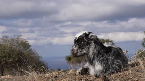 capretta su una collina, primo piano ad angolo basso con copyspace