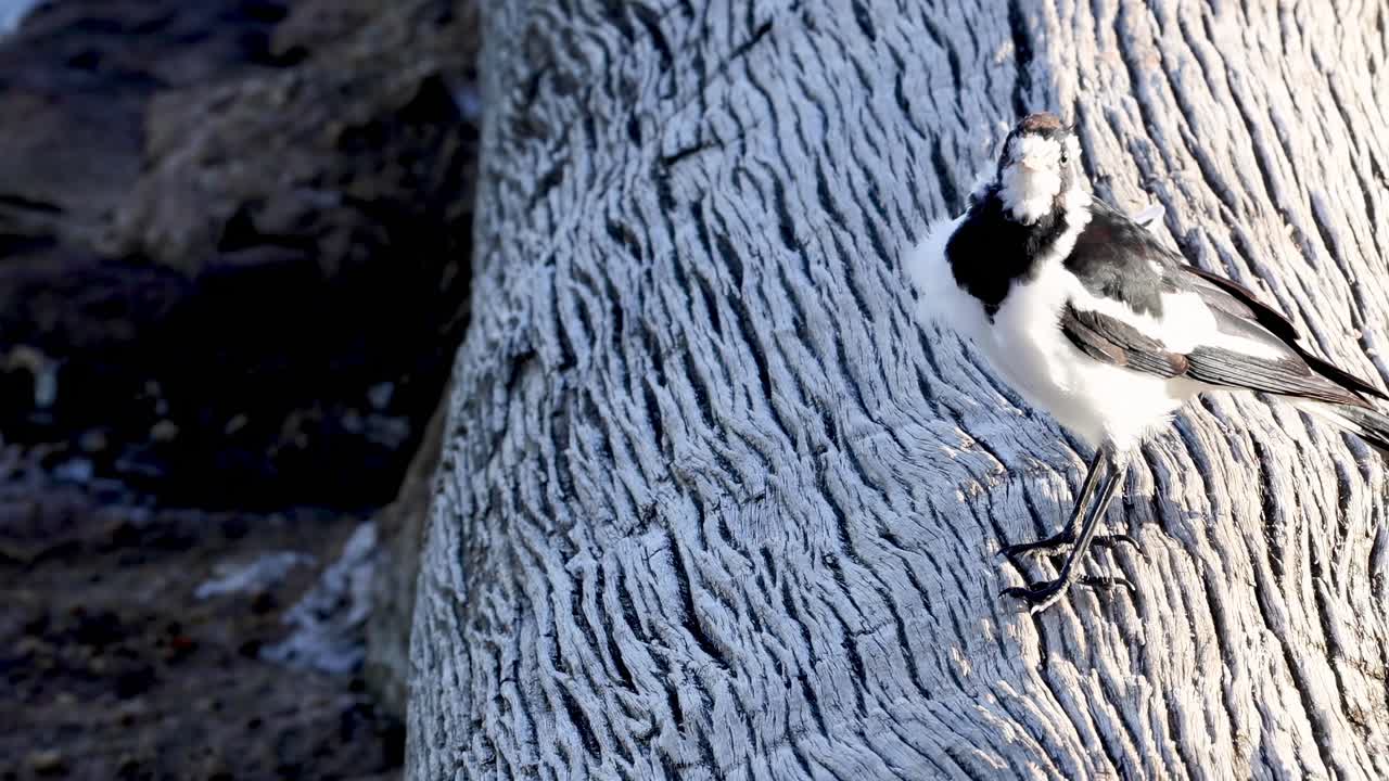 A small bird perches and moves on a textured tree trunk, showcasing its black and white plumage.