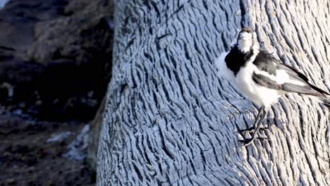 a small bird perches and moves on a textured tree trunk, showcasing its black and white plumage.
