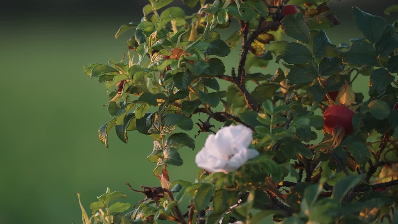 밝은 분홍색 개 장미 꽃과 장미  ⁇ 이 해가 지는 것에 의해 뒷조명됩니다.