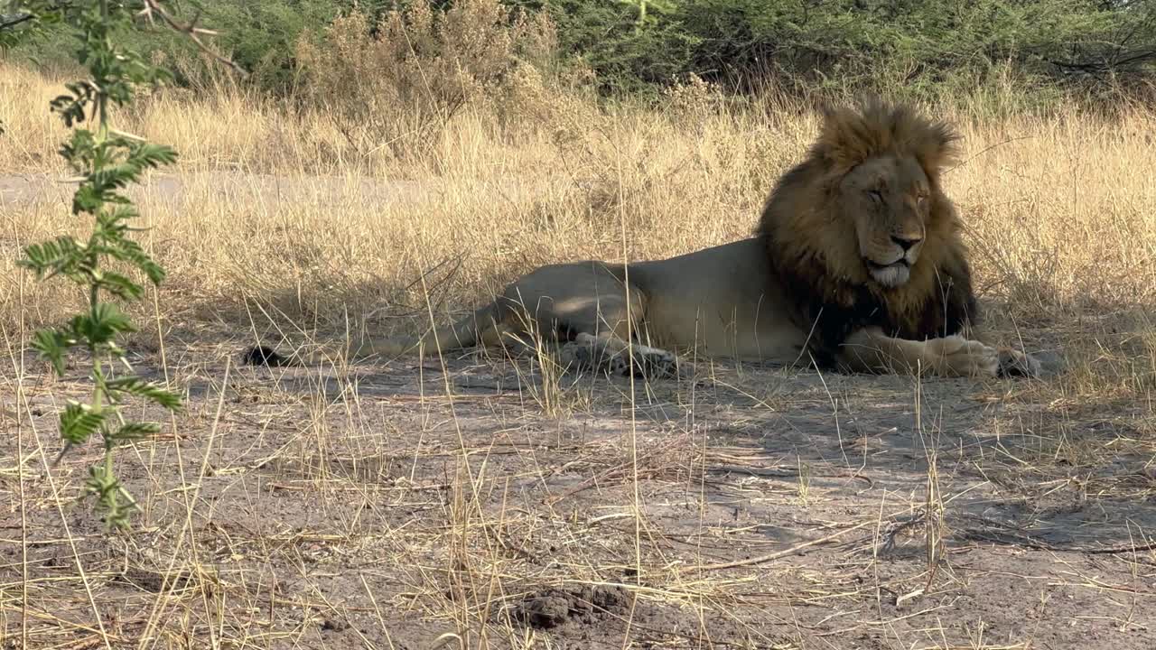 Samec lva jihoafrického (Panthera leo melanochaita) odpočívající v regionu Savuti (Savute) v Národním parku Chobe v Botswaně.