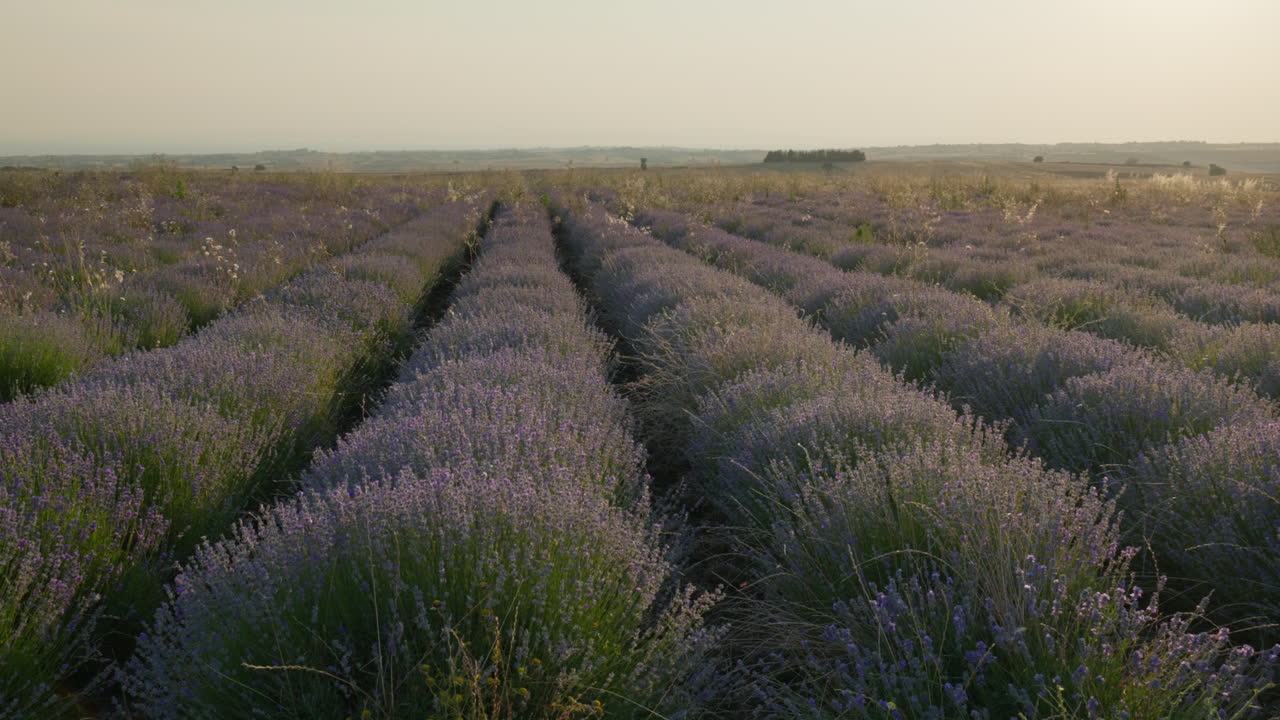Lavender rows basking in warm summer light, camera pans slowly with dreamy depth of field, evening sunlight