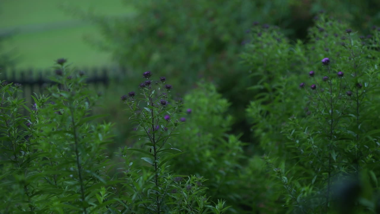 Purple Flowers in a Garden