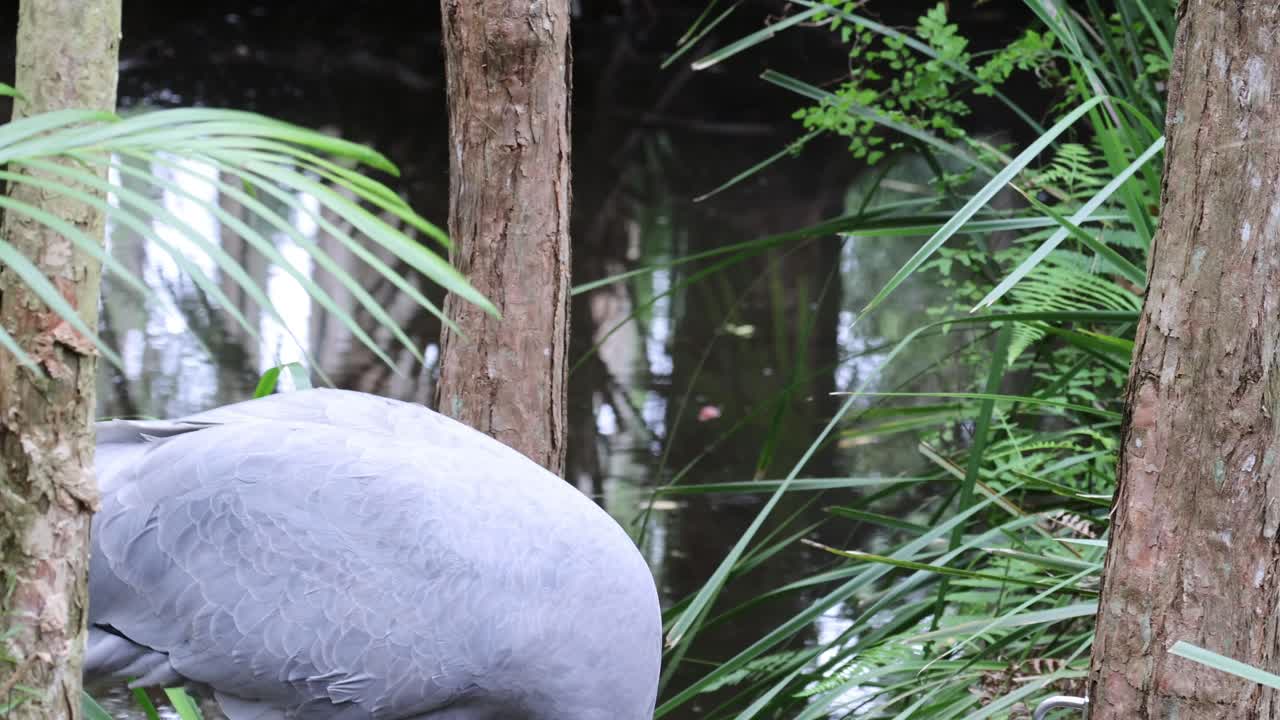 elegante grulla brolga interactuando con su entorno
