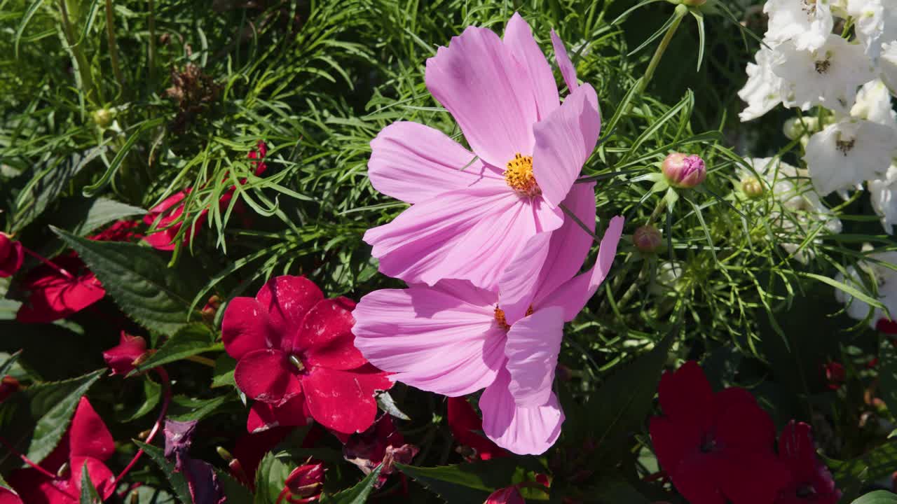 Pink cosmos and red impatiens gently move in bright sunlight, vibrant outdoor botanical garden scene