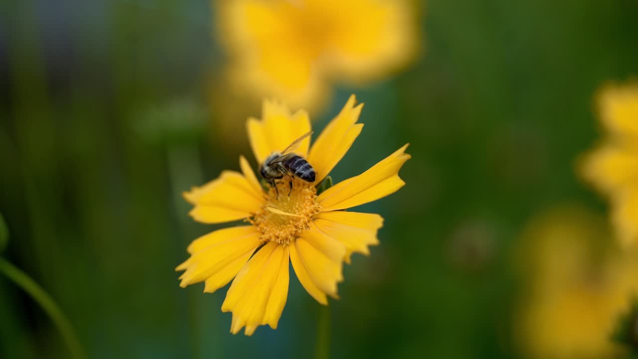 Coreopsis. Ape che raccoglie polline su un fiore giallo brillante.