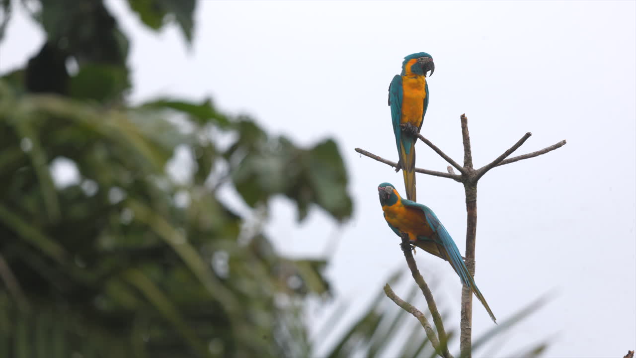 Pair Endangered Tropical rainforest Blue-throated Macaw parrot wild bird perched