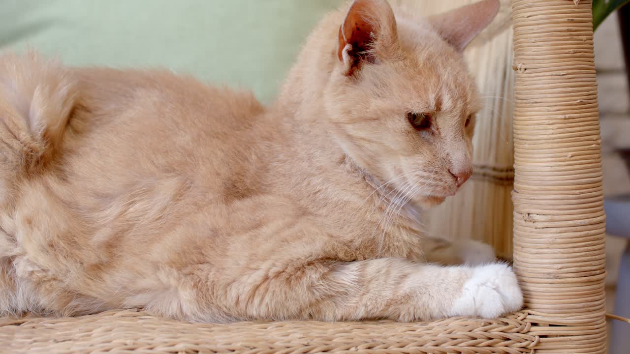 Registrerer bevægelse fra højre, katten løfter hovedet og følger med, mens den hviler på flettet rottingsstol.