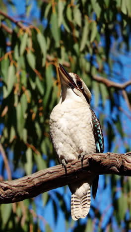 laughing kookaburra perched on a branch