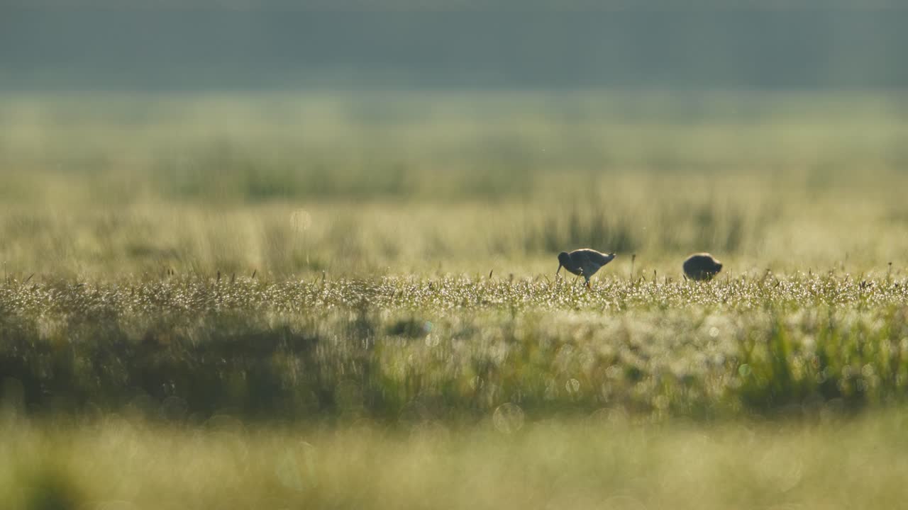 Birds in a Field at Sunrise/Sunset