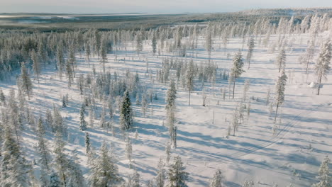 sunlight through winterly forest during sunset in rovaniemi, finland