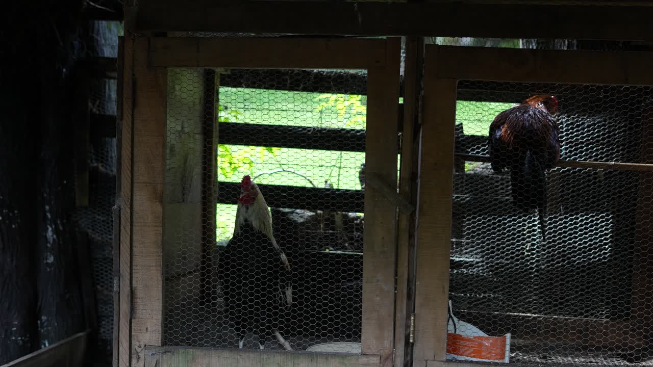 henhouse on the farm with two roosters and hens